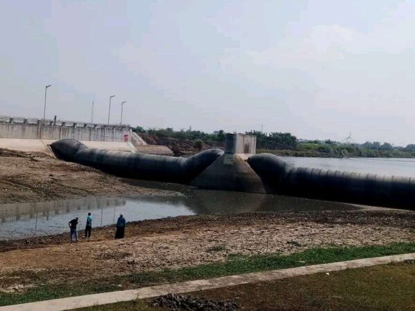 Sungai Juwana Mengering Imbas Musim Kemarau Panjang, Jutaan Ikan Sapu-sapu Muncul ke Permukaan